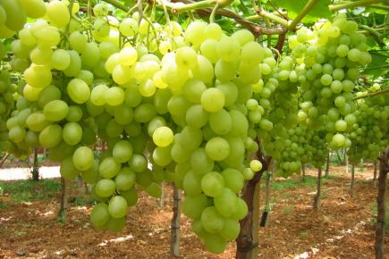 Fedagricoltura-uva-da-tavola